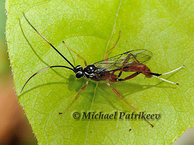 Mesostenus thoracicus
